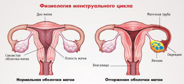 В какой период менструального цикла происходит зачатие?