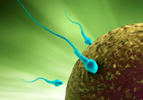 Ученые нашли белок, защищающий мужские половые клетки