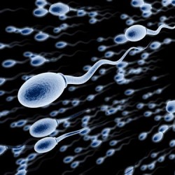 Искусственная сперма. Миф или реальность